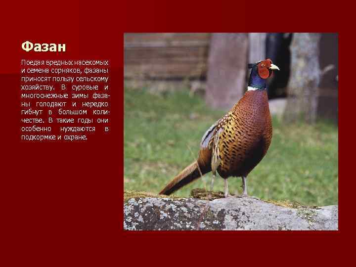 Фазан Поедая вредных насекомых и семена сорняков, фазаны приносят пользу сельскому хозяйству. В суровые
