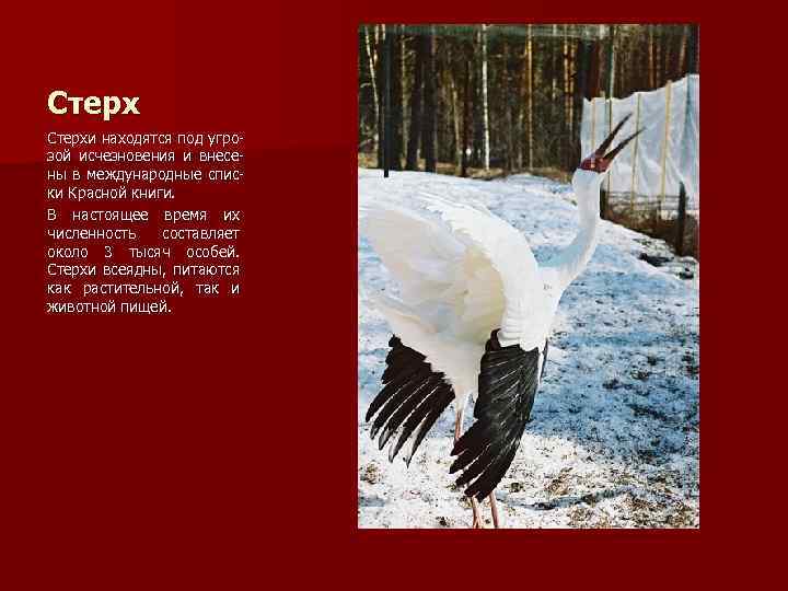 Стерхи находятся под угрозой исчезновения и внесены в международные списки Красной книги. В настоящее