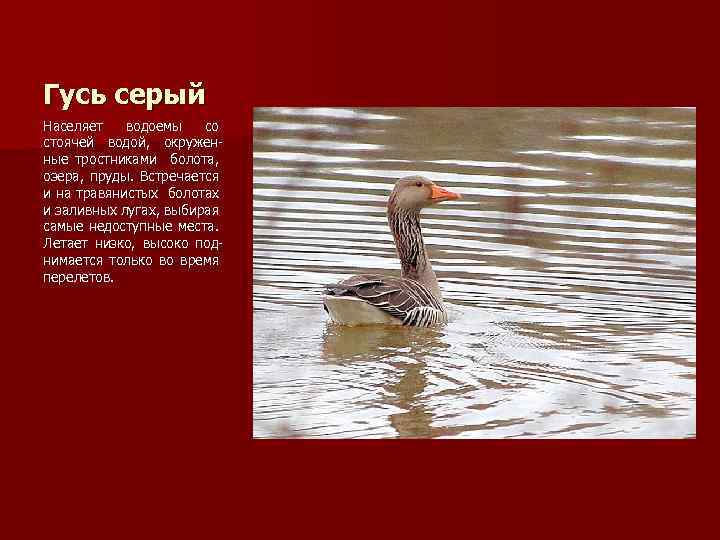 Гусь серый Населяет водоемы со стоячей водой, окруженные тростниками болота, озера, пруды. Встречается и