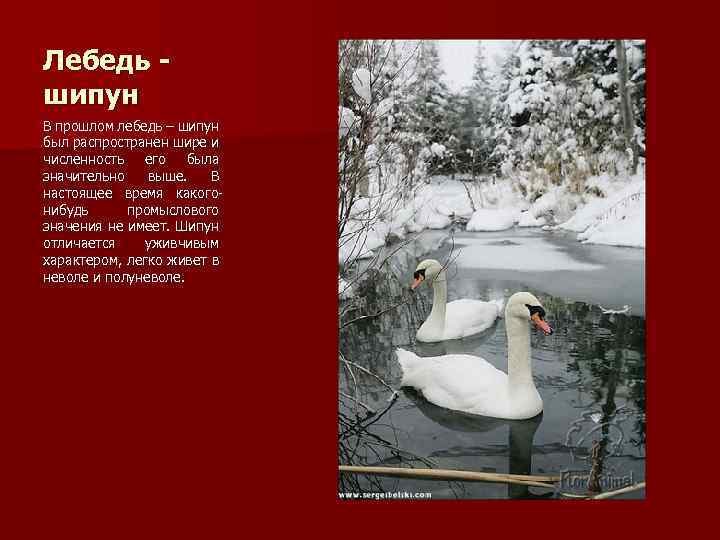 Лебедь шипун В прошлом лебедь – шипун был распространен шире и численность его была