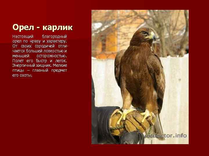 Орел - карлик Настоящий благородный орел по нраву и характеру. От своих сородичей отличается