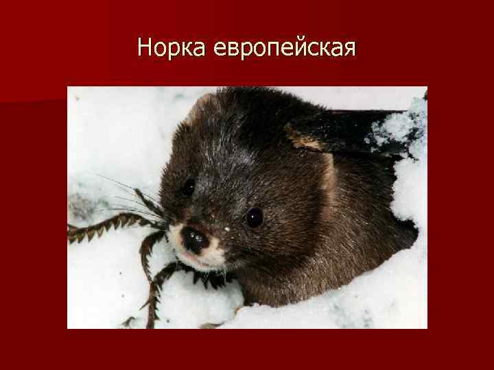 Норка европейская 