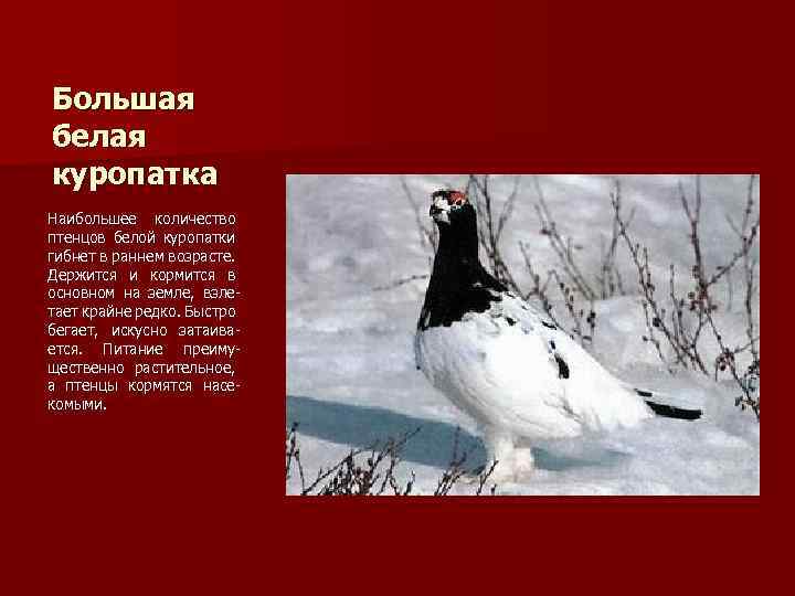 Большая белая куропатка Наибольшее количество птенцов белой куропатки гибнет в раннем возрасте. Держится и