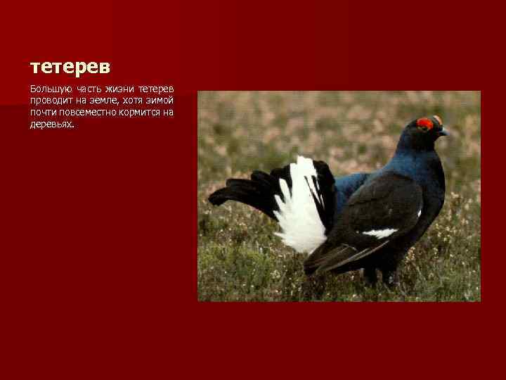 тетерев Большую часть жизни тетерев проводит на земле, хотя зимой почти повсеместно кормится на