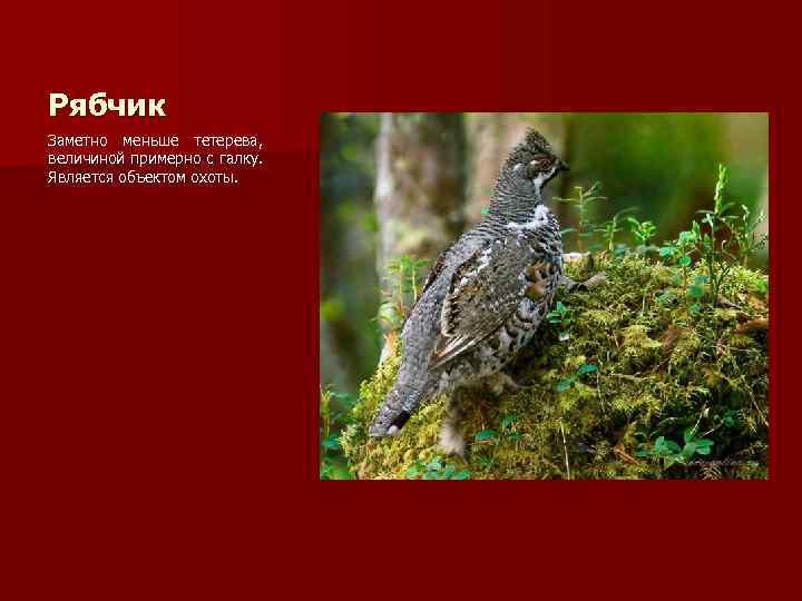 Рябчик Заметно меньше тетерева, величиной примерно с галку. Является объектом охоты. 