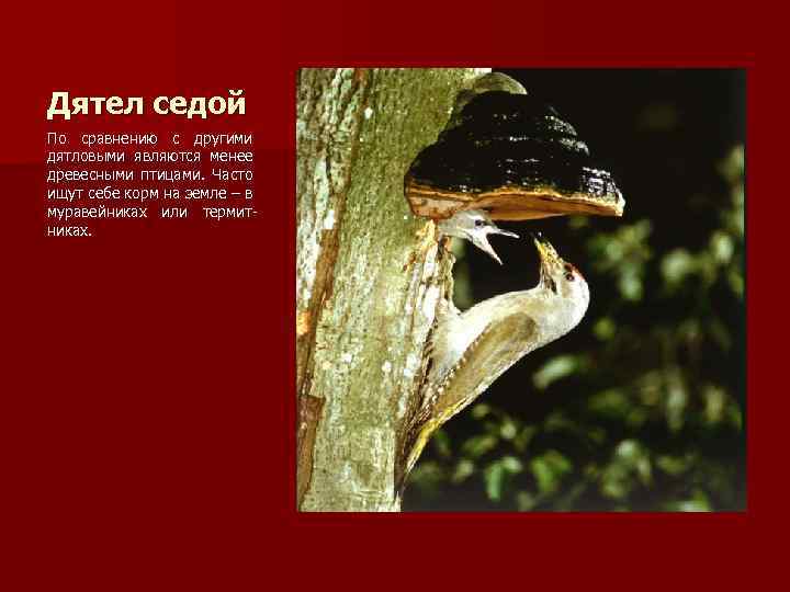Дятел седой По сравнению с другими дятловыми являются менее древесными птицами. Часто ищут себе
