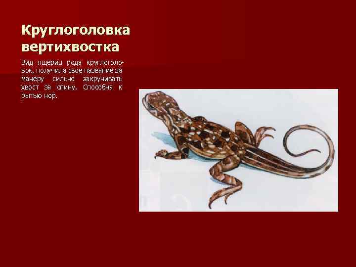 Круглоголовка вертихвостка Вид ящериц рода круглоголовок, получила свое название за манеру сильно закручивать хвост