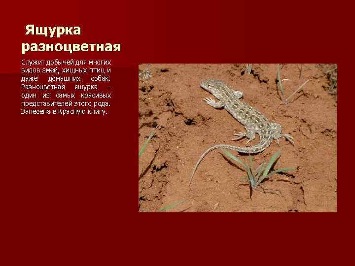 Ящурка разноцветная Служит добычей для многих видов змей, хищных птиц и даже домашних собак.