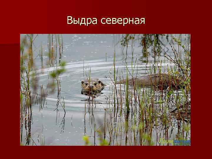 Выдра северная 