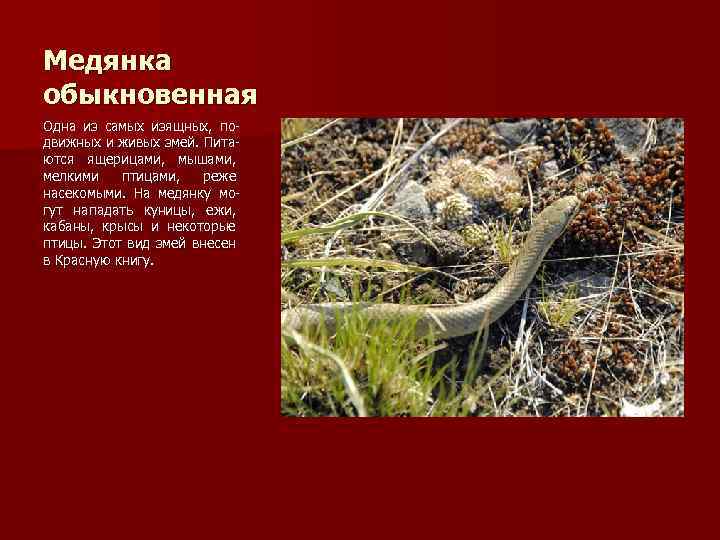 Медянка обыкновенная Одна из самых изящных, подвижных и живых змей. Питаются ящерицами, мышами, мелкими