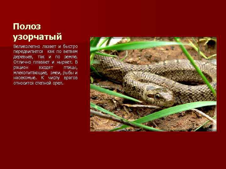 Полоз узорчатый Великолепно лазает и быстро передвигается как по ветвям деревьев, так и по