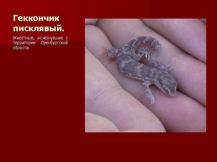 Геккончик писклявый. Животные, исчезнувшие с территории Оренбургской области. 