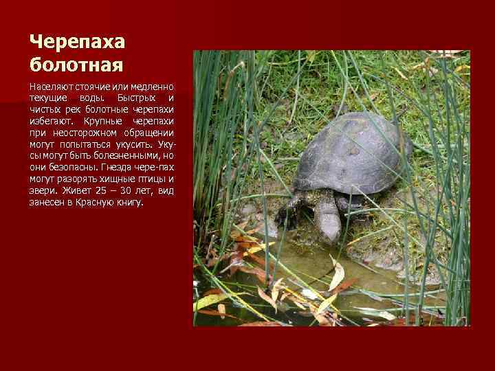 Черепаха болотная Населяют стоячие или медленно текущие воды. Быстрых и чистых рек болотные черепахи