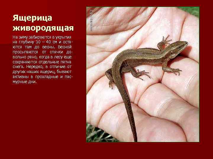 Ящерица живородящая На зиму забираются в укрытия на глубину 30 – 40 см и