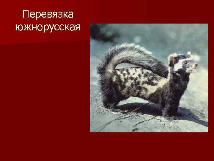 Перевязка южнорусская 