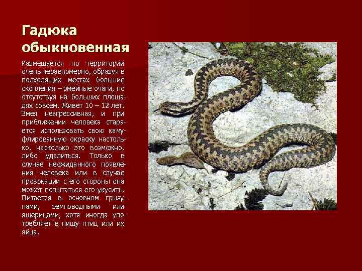 Гадюка обыкновенная Размещается по территории очень неравномерно, образуя в подходящих местах большие скопления –