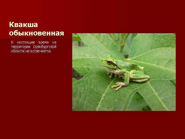 Квакша обыкновенная В настоящее время на территории Оренбургской области не встречается. 
