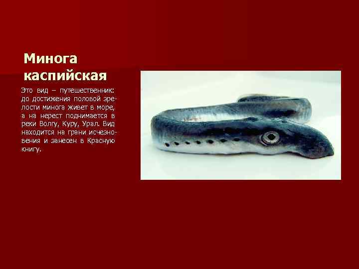 Минога каспийская Это вид – путешественник: до достижения половой зрелости минога живет в море,