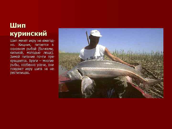 Шип куринский Шип мечет икру не ежегодно. Хищник, питается в основном рыбой (бычками, килькой,