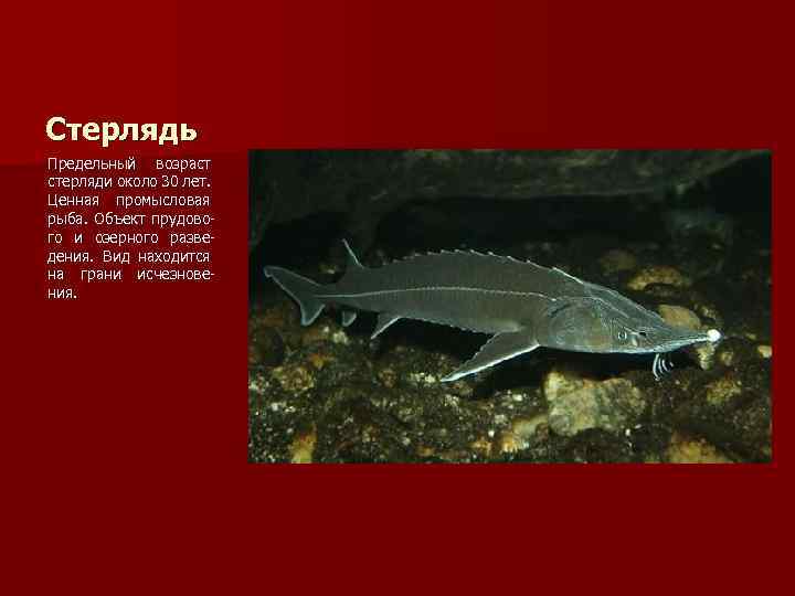 Стерлядь Предельный возраст стерляди около 30 лет. Ценная промысловая рыба. Объект прудового и озерного