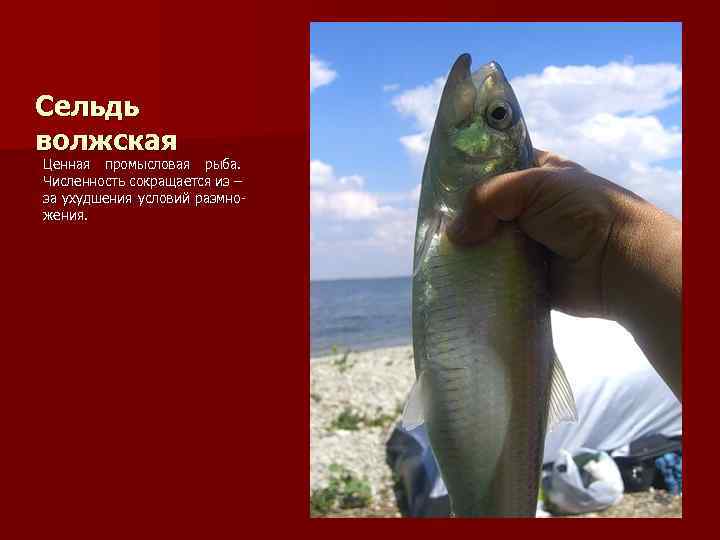 Сельдь волжская Ценная промысловая рыба. Численность сокращается из – за ухудшения условий размножения. 