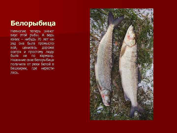 Белорыбица Немногие теперь знают вкус этой рыбы. А ведь каких – нибудь 70 лет