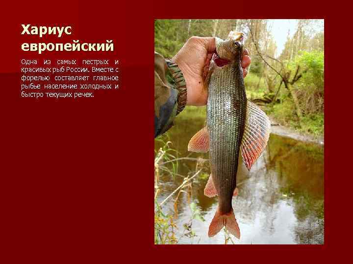 Хариус европейский Одна из самых пестрых и красивых рыб России. Вместе с форелью составляет