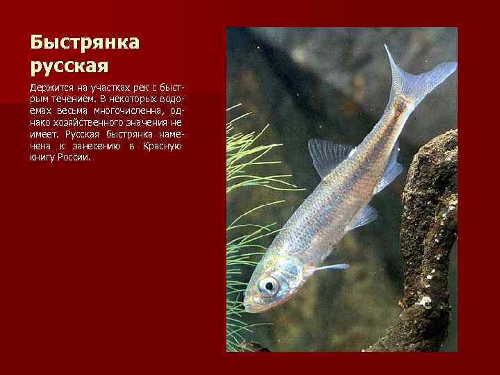 Быстрянка русская Держится на участках рек с быстрым течением. В некоторых водоемах весьма многочисленна,