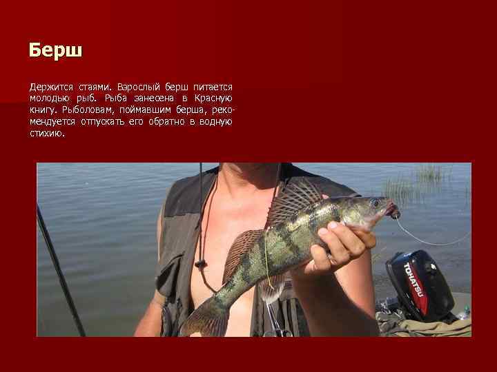 Берш Держится стаями. Взрослый берш питается молодью рыб. Рыба занесена в Красную книгу. Рыболовам,