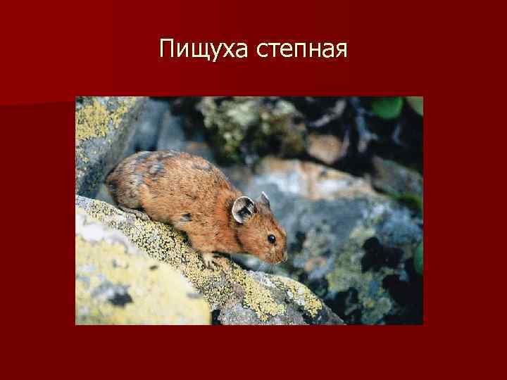 Пищуха степная 