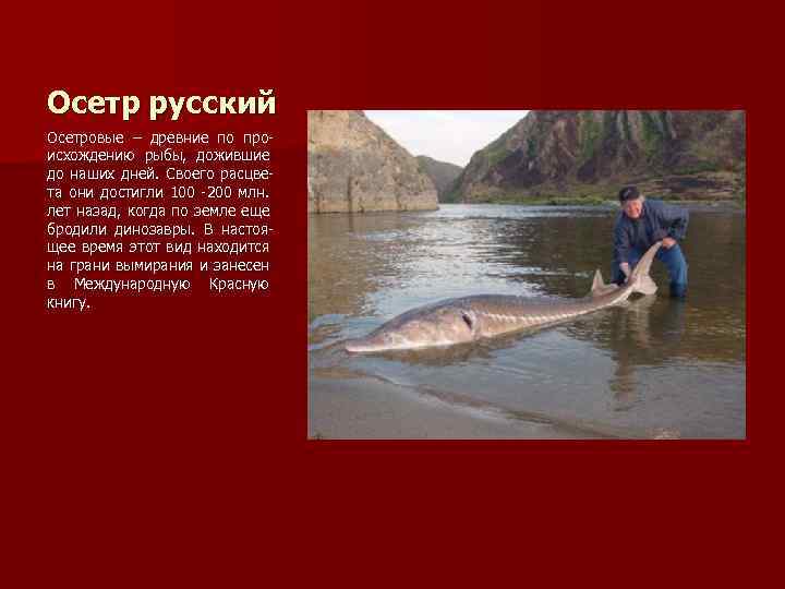 Осетр русский Осетровые – древние по происхождению рыбы, дожившие до наших дней. Своего расцвета