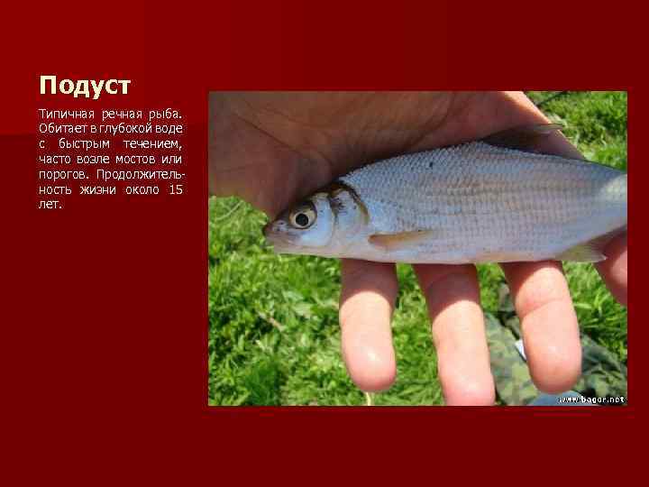 Подуст Типичная речная рыба. Обитает в глубокой воде с быстрым течением, часто возле мостов