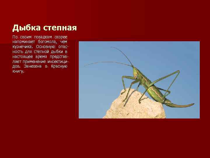 Дыбка степная По своим повадкам скорее напоминает богомола, чем кузнечика. Основную опасность для степной
