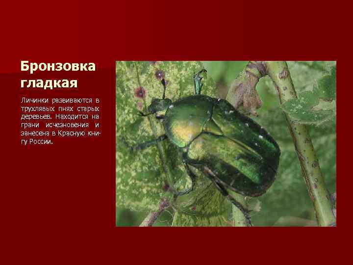Бронзовка гладкая Личинки развиваются в трухлявых пнях старых деревьев. Находится на грани исчезновения и