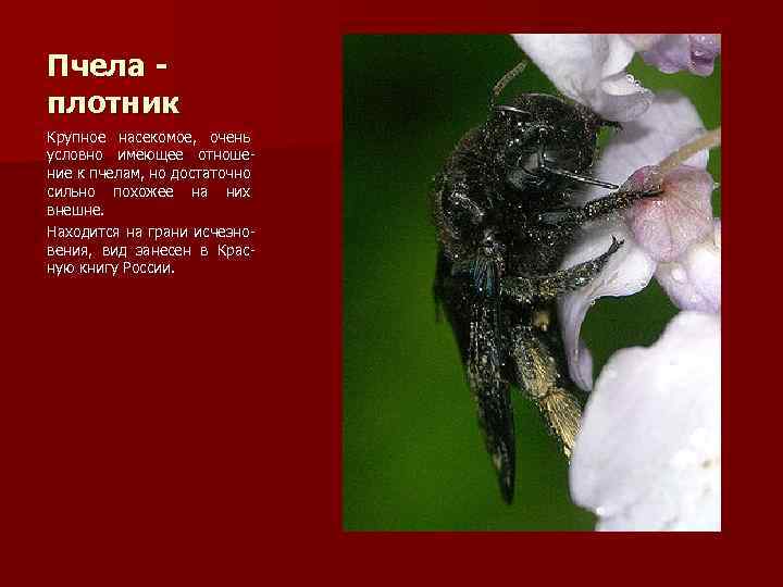 Пчела плотник Крупное насекомое, очень условно имеющее отношение к пчелам, но достаточно сильно похожее