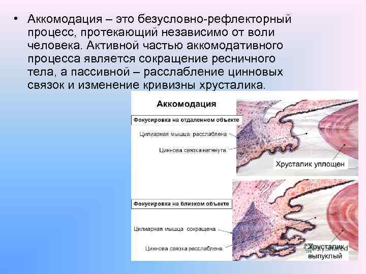  • Аккомодация – это безусловно-рефлекторный процесс, протекающий независимо от воли человека. Активной частью