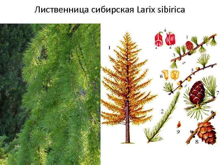 Рисунок лиственницы