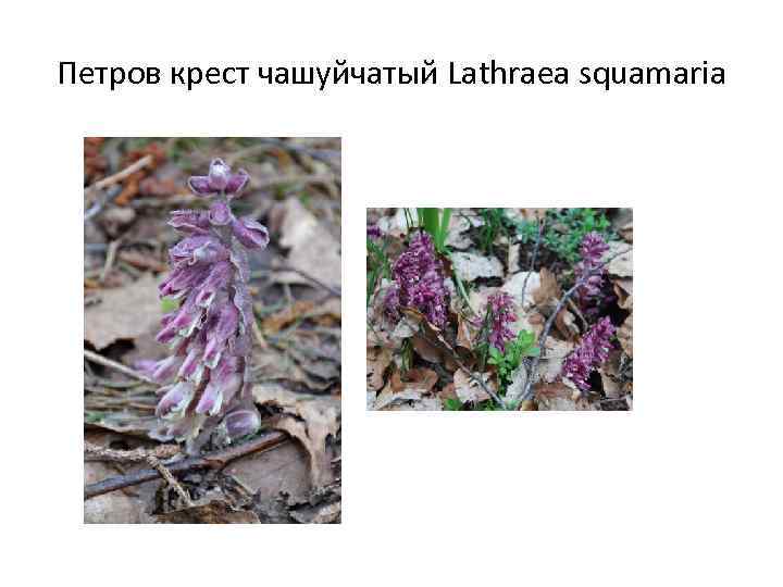 Петров крест чашуйчатый Lathraea squamaria 