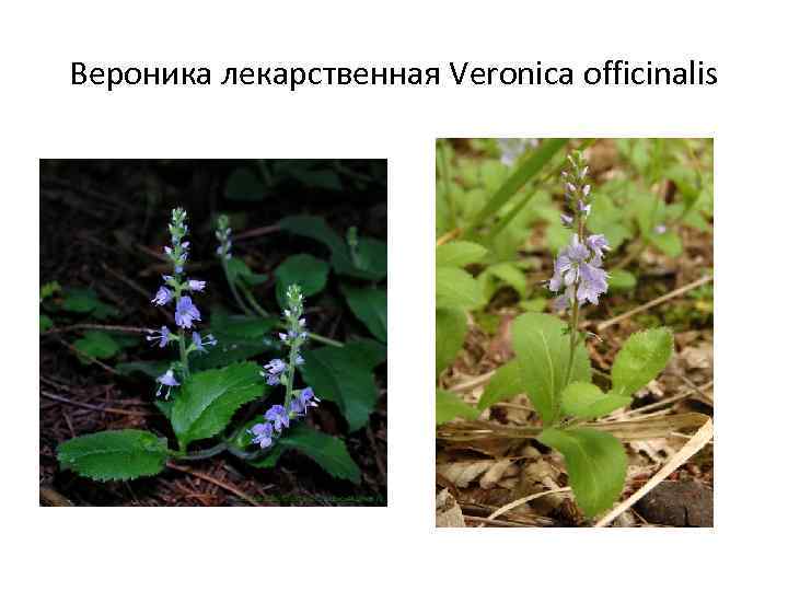 Вероника лекарственная Veronica officinalis 