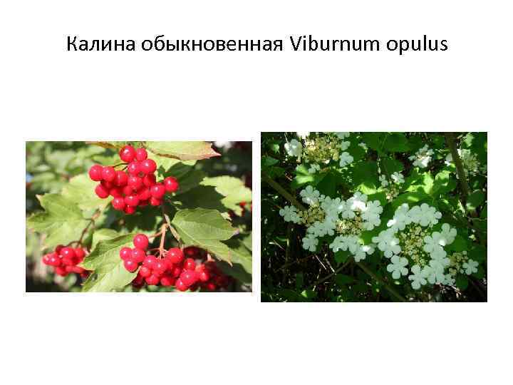 Калина обыкновенная Viburnum opulus 