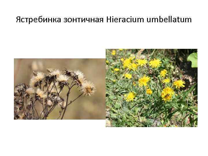 Ястребинка зонтичная Hieracium umbellatum 