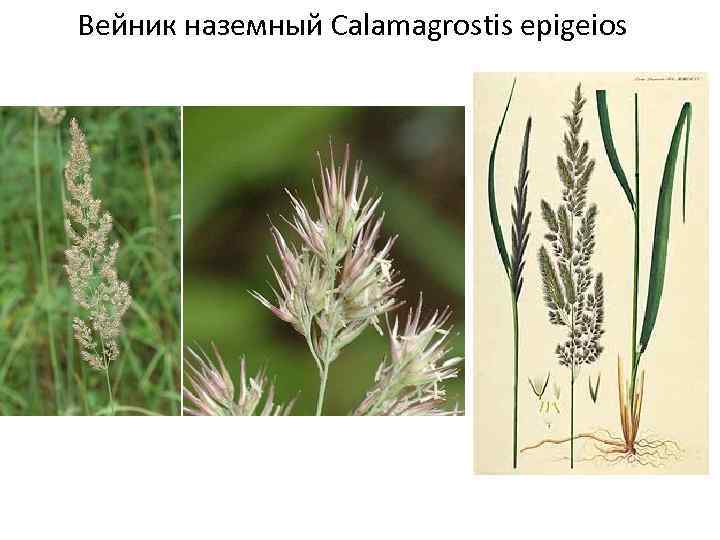 Вейник Наземный Calamagrostis epigeios. Трава Вейник Наземный. Вейник Лесной тростниковидный. Дикорос Вейник.