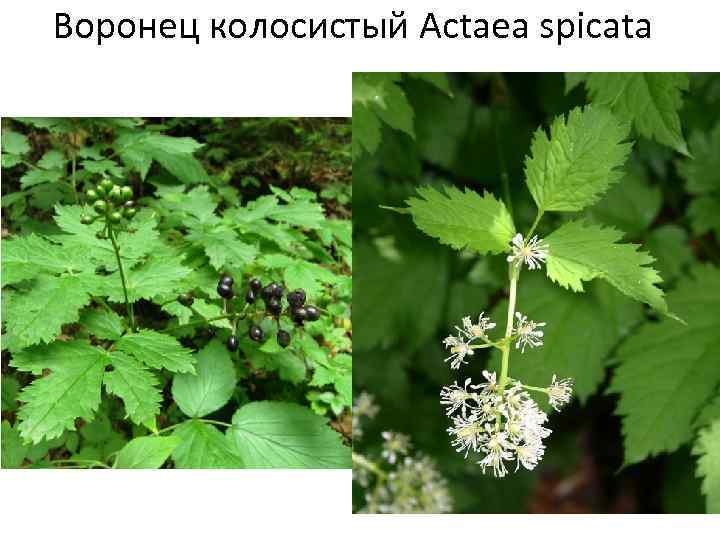 Воронец колосистый Actaea spicata 