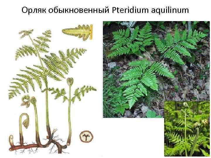 Орляк обыкновенный картинки