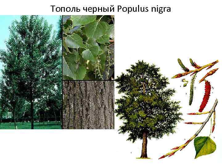 Тополь виды деревьев фото и название