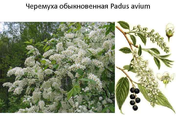 Черемуха обыкновенная Padus avium 
