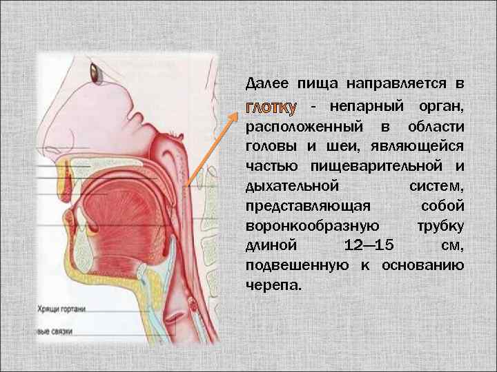 Далее пища направляется в - непарный орган, расположенный в области головы и шеи, являющейся