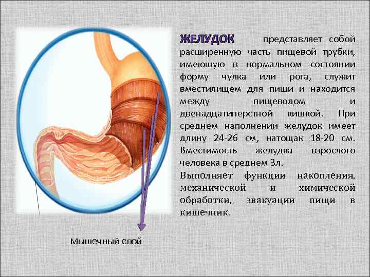ЖЕЛУДОК представляет собой расширенную часть пищевой трубки, имеющую в нормальном состоянии форму чулка или