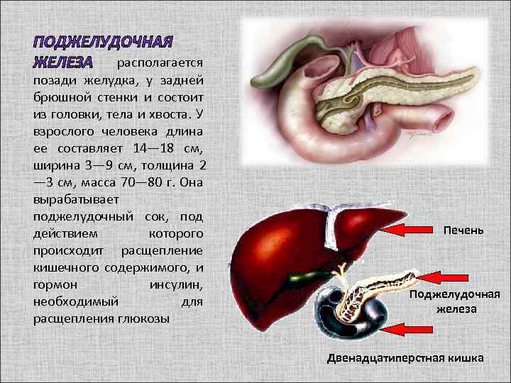 Строение поджелудочной железы человека фото с описанием