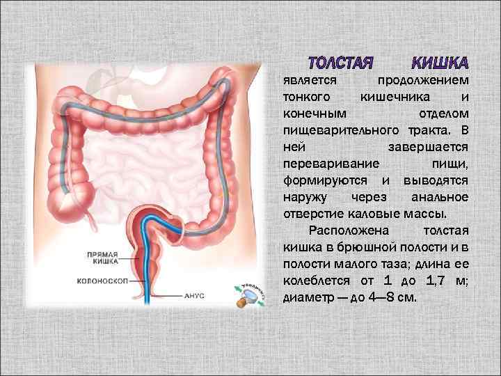Схема Толстого кишечника человека. Толстая кишка анатомия отделы.